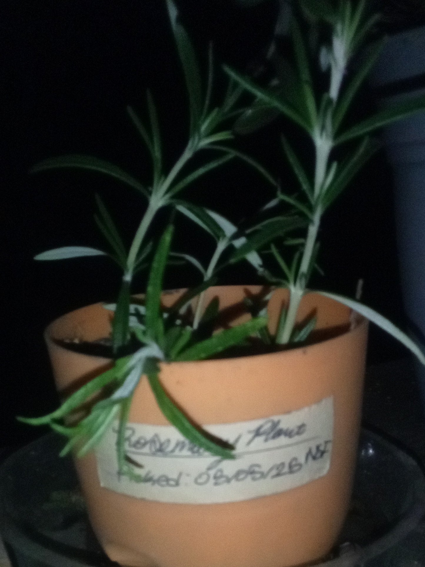 Rosemary Plant (Crop)